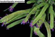 Pseudorhipsalis amazonica - paket sadrži 20 semenki