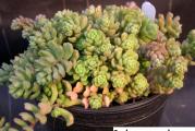 Sedum versadense - paket sadrzi 20 semenki