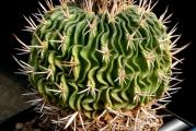 Stenocactus obvallatus (pentacanthus) (rare spines) - paket sadrzi 10 semenki