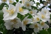 Pajasmin - obični jasmin 
Pajasmin (Philadelphus coronarius) je uspravan, listopadni ukrasni mirisni grm. Zbog svojih dekorativnih svojstava gaji se u vrtovima kao soliterna biljka ili u grupe, ali veoma dekorativno izgleda i u nizu kao ograda ili u kombinaciji sa ružama. 
 
Pajasmin brzo raste i druge godine od sađenja koren isteruje mladice u obliku šiba. Može da poraste u visinu i do 3 do 4 metara, a često isto ili približno toliko poraste u širinu. Grane su blago povijene. 
Pajasmin cveta u maju i junu. Veliki, beli medonosni cvetovi, skupljeni su u grozdaste cvasti. 

Kupujete dvogodisnju biljku, slika 2 i 3. Saksija 12 cm.

Slanje post ekspres uz mogucnost licnog preuzimanja u Krusevcu i u Beogradu na Vracaru - gde bi isporuka bila u roku od 7 - 10 dana.