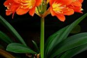 Sobna biljka koja izgledom podseća na amarilis.Listovi su dugački i tamnozeleni a cvet se formira kao kod amarilisa na dugačkoj cvetnoj stabljici.Nema lukovicu nego formira korenje.Boja cveta narandžasto-žuta.Voli u kući svetlo mesto ali ne direktno sunce.Umereno zalivanje.Možete više pročitati o njoj u enciklopediji sveta biljaka.U ponudi je zdrava velika biljka sa slike 3
Najmanji iznos jedne porudžbine iz moje ponude biljaka je 500 din. 