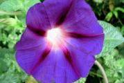 Ljubičasti ladolež morning glory organsko netretirano seme
Ipomoea purpurea
Čarobni ljubičasti ladolež će otvoriti svoje cvetove u rano jutro i često predveče. Dajte mu dovoljno vlage dok razvija lozicu i obasuće vas cvetovima koji cvetaju do prvog mraza. Lako prekriva ograde, penje se na terase, pravi dobre letnje senke i apsolutno hipnotiše tim magičnim cvetovima. Zahvalan i lak za gajiti na terasi ili u bašti. 
Sva semena su odgajana u našoj bašti, po principima permakulture, biodinamike i regenerativne poljoprivrede. Zemljište je đubreno samo prirodnim organskim đubrivima i kompostom. Bez trunke hemije ga gajimo godinama. Raslo je potpuno prirodno i što je najvažnije sa puno ljubavi.  Semena su od prošle sezone, pa je klijavost odlična.
Cena za 40 semenki je 150 dinara.
Za svaku potrošenu hiljadu dobijate kesicu po vašem ili našem izboru!
Za porudžbine manje od 350 dinara, kupac snosi trošak provizije sajta u iznosu od 50 dinara.
Biologika
