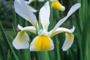 Irisi belo žuti perunika belo žuta perunike bele biologika
Iris orientalis
Iris ili perunika je višegodišnja biljka od davnina gajena i obožavana na ovim prostorima. Veoma je zahvalna jer ne traži nikakvu negu već sama raste, izbija i širi se čak i u nepokošenoj travi. Ovo je visoki belo žuti turski iris. Raste do 1,5m i vrlo lepo otvara red po red cvetova. Krene da izbijaja već u decembru i u proleće cveta.
Sva semena su odgajana u našoj bašti, po principima permakulture, biodinamike i regenerativne poljoprivrede. Zemljište je đubreno samo prirodnim organskim đubrivima i kompostom. Bez trunke hemije ga gajimo godinama. Raslo je potpuno prirodno i što je najvažnije sa puno ljubavi.
Semena su od prošle sezone, pa je klijavost odlična.
Za svaku potrošenu hiljadu dobijate kesicu semena po izboru!
Za porudžbine manje od 350 dinara, kupac snosi trošak provizije sajta u iznosu od 50 dinara.
Biologika
