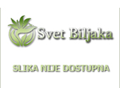 Opis: Sadnice sibirskoag limun
800 dinara/kom-dvogodisnje sadnice.
Sibirski limun (Poncirus trifoliata) je agrum koji se aklimatizovao u uslovima kontinentalne klime, odlično podnosi niske temperature i do -30 stepeni, brzo raste i u drugoj godini počinje sa cvetanjem. Pun rod postiže posle četvrte godine u kojoj postiže prinos preko 80kg ploda po stablu. Plod je lekovit i sadrži vitamin C u 7 puta većoj koncentraciji od običnog limuna, takođe ima i vitamin P koji je redak u prirodi i 3500 ORAC jedinica (antioksidans) u 100 gr. ploda. Sibirski limun nema prirodnih neprijatelja pa je hemijsko tretiranje nepotrebno. . U dobrim uslovima brzo raste i od proleća do jeseni naraste do 1 metar. Sadnice su dvogodisnje 45-50 cm visoke, dobro ukorenjene. U basti mogu da se sade i zimi sve dok se zemlja ne zaledi i dozvoljava kopanje trapa. Fotografije su iskljucivo sadnica koje su u proda