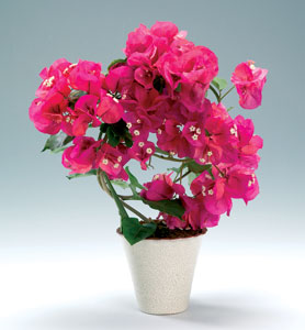 Bougainvillea-spectabilis.jpg