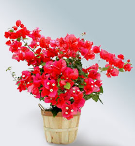 Bougainvillea5.jpg