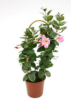 Dipladenia.PinkPy.jpg