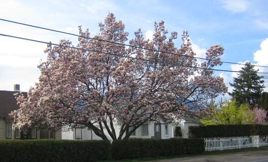 Magnolia%20tree%20-%20photo%20by%20orhideja1.jpg