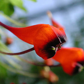 Tropaeolum_tricolor_tm23.jpg