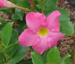 dipladenia-close.jpg