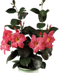 dipladenia45.jpg