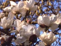 magnolia-denudata-1.jpg