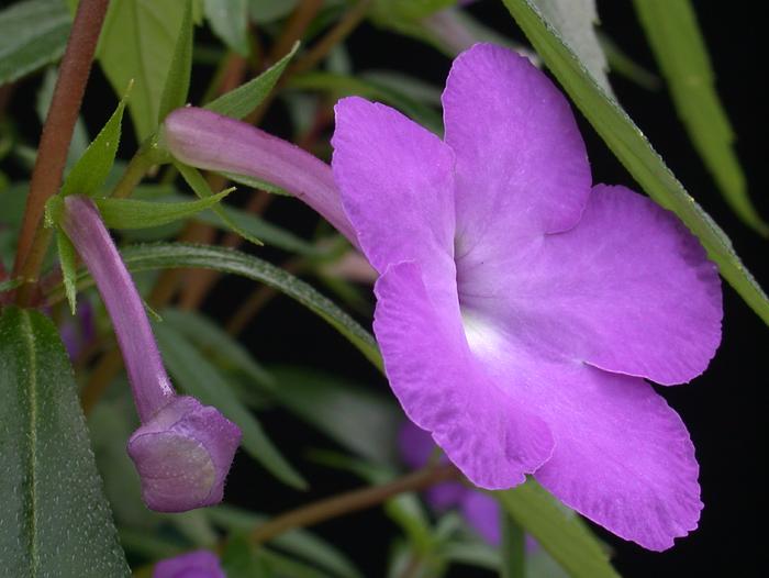 1801_Achimenes%20cettoana_brothers_SI%2000-234.jpg