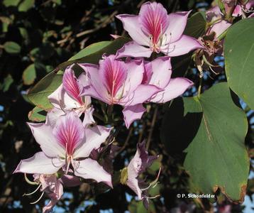 Bauhinia_variegata.jpg