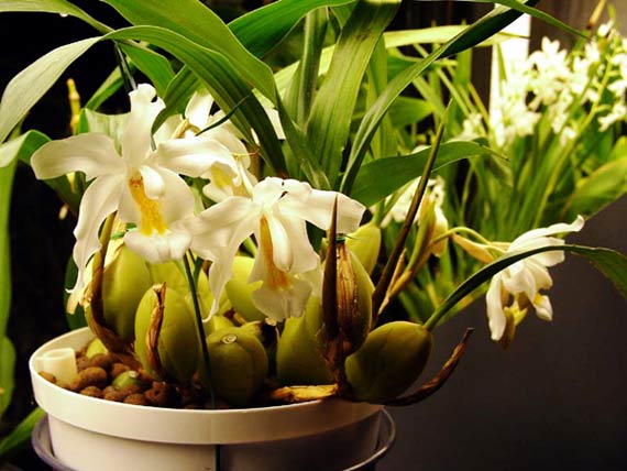 Coelogyne-cristata.jpg