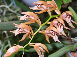 Coelogyne_fuscescens.jpg