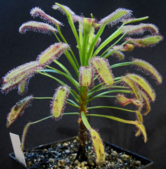 Drosera_capensis.jpg