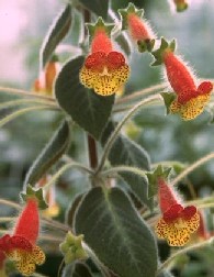 Kohleria_bogotensis.jpg