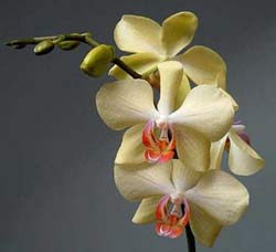 PHALAENOPSIS.jpg