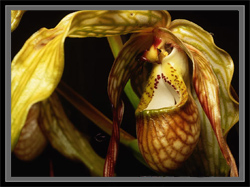 phragmepedium.jpg