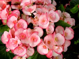 Begonia2.jpg