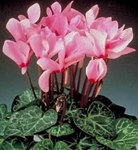 Cyclamen.jpg