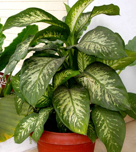 Dieffenbachia2.jpg