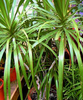 Dracaena055.jpg