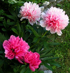 Paeonia2.jpg