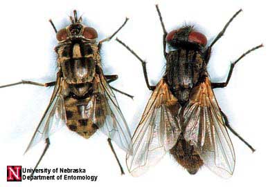 musca%20domestica.jpg