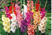 10 lukovica razlicitih boja gladiole.moze kombinacija biljaka sa drugih mojih oglasa.isporuka postekspresom,ostaviti kontakt tel