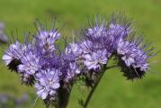 Na dnu ove stranice mozete pogledati ostale moje oglase.Kupovinom od jednog prodavca stedite na postarini...

Facelija(Phacelia tanacetifolia L.)je jednogodišnja medonosa biljka ali zbog lepog cveta koristi se kao cvetna vrsta u cvetnim lejama, koja u optimalnim uslovima dostiže visinu od 70 do 80 cm. Poreklom je iz Severne Amerike, poznata je po karakteristicnoj plavičasto-modroj boji.Cvetovi su joj zbirni i nalaze se u cvastima od 15 do 20, pa i više cvetića,veoma je otporna na susu takodje mlade biljke mogu podneti i do -10 stepeni.Facilija je izuzetna je medonoša,Cveta 45 do 50 dana posle setve, a cvetanje traje 30 do 40 dana.
Prinosi meda sa jednog hektara kreću se od 150 kg do 300 kg. Boja meda je svetlo žuta ili bela, prijatnog miris i ukusa.
Vazno:
Može se koristiti i za zelenišno đubrenje.POPRAVLJA ,obogacuje ,odmara strukturu zemljišta,nakon završene vegetacije izumire, ostavljajući značajne količine organske materije i vezanog azota u zemljištu.Ako se facelija zaore u fazi precvetavanja, efekat na obogaćenje zemljišta hranljivim materijama je isti kao da smo na hektar zemljišta rasturili 25 tona stajnjaka.

Setva
Najvaznije da se ne stvori pokorica pre nicanja, jer su klijanci facelije vrlo nežni.

Setva se obavlja u drugoj polovini marta,(do kraja juna) na dubini 2 cm do 3 cm,Za proizvodnju krme setva se obavlja žitnim sejalicama na međuredno rastojanje od 25 cm ili 12,5 cm.,Karakteristika ovog semena je da mu sunčeva svetlost inhibira(zaustavlja) klijavost te se s toga treba obratiti pažnja da prilikom setve seme ne ostane na površini zemljišta. Setvu treba obavljati u razmaku od 15 do 20 dana čime se obezbeđuje kontinuitet paše u periodu od maja do septembra.

Prodaje se 1000+ semena 5 gr(za oko 5 m²).