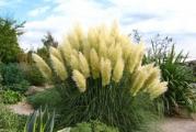 Na dnu ove stranice mozete pogledati ostale moje oglase..Kupovinom od jednog prodavca stedite na postarini.

Pampas trava (Cortaderia seloana) prava je zelena fontana belim metlicama koje se pojavljuju iznad ogromnog travnog busena kao pena. Zajedno sa cvetovima ova trava može dostići visinu i preko 2 m.Veliki metličasti cvetovi pojavljuju se krajem jula, početkom avgusta. Stari cvetovi se zadržavaju sve dok ih sneg ne izlomi tako da u njima možete uživati celo leto i jesen, pa sve do prvih snegova. A ako ovo nije dovoljno, možete ih i odrezati i držati u sobi u velikim vazama, bez vode, gde će trajati i nekoliko godina.

Najbolje je posaditi je na sunčani položaj zaštićen od vetra.Na punom suncu dostiže impozantne dimenzije.Prve 2-3 godine dobro je da se u toku zime pokrije zaštitnim slojem malča,Astarije medjusobno vezati.Moguće je orezivanje,orezati ih u proleće. Orezuje se tako da se biljke odseku od 15-30 cm od zemlje (ova mera je obavezna jer omugucava razvoj). Prolećno orezivanje je bolje jer ih zelena masa dodatno čuva od izmrzavanja.

Prilikom sadnje obavezno dodajte sporootpuštajuće đubrivo.


 Pampas trava uživa u dobro dreniranom, plodnom tlu.

Setva,U prolece Mart-April u zatvorenom(22°C) dubina 0.5mm(ne pokrivati samo utisnuti seme),seme klija za oko 10-15 dan,Kada biljke ojacaju i dovoljno se razviju presadjuju se u vrt razmakom 30-50 cm..
gaji se 5-6 godina, a nakon toga se bokor deli i sadi, najbolje tokom maja meseca.


Prodaje se 15 semena.