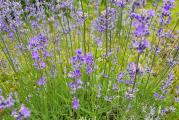 Lavanda je idealna za one baštovane koji nemaju baš previše vremena da se staraju o svojim biljkama, ali vole miris Mediterana! Nije joj potrebno puno nege da lepo uspe.     
Zemljište bi trebalo da sadrzi krečnjak, da je relativno suvo, propusno i da nije previše bogato hranljivim materijama. Ukoliko je zemljište glinovito, u njega dodajte pesak, piljevinu ili sitan šljunak da biste sprečili zadržavanje suvišne vlage. Lavanda voli direktno sunce.       
Najbolje je saditi u kasno proleće. U principu, lavanda se može saditi tokom cele.       ﻿U ponudi saksije precnika f11 ,f15,f22.

