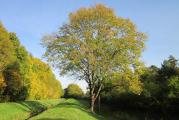 Beli jasen (Fraxinus excelsior) je drvo visine od 30 do 40 m. Značajna je šumska vrsta koja naseljava plodnija i umereno vlažna staništa, u kojima se retko javlja sušni period.