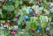 Sarenolisna puzavica, 
koja celo leto krasi vas vrt 
sarenim listovima,a u jesen okiti 
bobicama plavo sedefaste boje. 
Naraste u toku sezone 5-7m. 
U pakovanju 10svezih semenki
