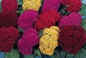 Celosia cristata je jednogodišnja cvetnica. Visoka je oko 20 cm, a cvetovi mogu biti u žutoj, narandžastoj, ružičastoj, pink, bordo i crvenoj boji.
Treba da se sadi na sunčanim mestima, traži bogato humusno tlo i redovno zalivanje. Cvetanje počinje u julu i traje sve do kasne jeseni. Petlova kresta može da se koristi kao rezano cveće, a pogodna je i za suve aranžmane.
Seme se sadi u martu u zatvorenom prostoru, pa se onda sredinom/krajem aprila mlade biljčice presadjuju na željeno mesto u vrtu.