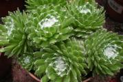 Čuvarkuća (lat. Sempervivum tectorum) je višegodišnja biljka iz istoimenog roda (Sempervivum). Visoka je od 10 do 30 cm, listovi su rozetasti, crepasti i pri vrhu crveni. Na vrhu stabljike su zvezdasti cvetovi crvene boje, kod nekih podvrsta i crveno-ljubičaste ili žute.

Čuvarkuća raste na stenama, zidovima, krovovima i lako se održava. Postoji verovanje da čuva od groma, bolesti i veštica.

Čuvarkuća sadrži tanin, sluz, smolu, kalcijum malat, masno ulje, mravlju i jabučku kiselinu.

Narodna imena čuvarkuće su još i pazikuća, vazdaživa, divlje smilje, žednjak.
Cena za sadnicu u saksiji fi9cm. 