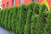 Thuja occidentalis 'Smaragd'
Pravilna izduženo kupasta krošnja zašiljenog vrha, smaragdno zelenih četina, raste do 5 m. Pogodna kao soliterno stablo ili alpinetume, ali i za žive ograde.
***Paketic sadrzi 20 semenki***