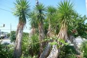 Yucca aloifolia - Spanish bayonet je poreklom iz jugoistocnog SAD-a od Severne Karoline na jugu pa obalom prema Mexicu. Otpoprnost ove yucce u suvim uslovima je da moze izdržati -18, ali uglavnom joj otpornost navode -10 C."Spanish bayonet" je ime koje nije dobila bez veze upravo listovi ove yucce su izrazito jaki i imaju ostar vrh pa se lako moze povrediti.Rast u visinu ove yucce ima raspon od 1,6m-6m.Yucca aloifolia dosta podseca da yucca gloriosu jedino je razlika sto ova vrsta vise formira bocne izdanke.
5 semenki u paketicu