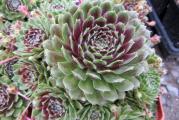 	Čuvarkuća (lat. Sempervivum tectorum) je višegodišnja biljka iz istoimenog roda (Sempervivum). Visoka je od 10 do 30 cm, listovi su rozetasti, crepasti i pri vrhu crveni. Na vrhu stabljike su zvezdasti cvetovi crvene boje, kod nekih podvrsta i crveno-ljubičaste ili žute.

Čuvarkuća raste na stenama, zidovima, krovovima i lako se održava. Postoji verovanje da čuva od groma, bolesti i veštica.

Čuvarkuća sadrži tanin, sluz, smolu, kalcijum malat, masno ulje, mravlju i jabučku kiselinu.

Narodna imena čuvarkuće su još i pazikuća, vazdaživa, divlje smilje, žednjak.
Cena za sadnicu u saksiji fi9cm. 