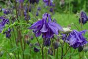 Ova cvetnica dobro uspeva na vlažnom zemljištu, bogatom humusom. Pripada porodici Ranunculaceae, a obuhvata oko 70 vrsta ove biljke. Voli svetlu polusenu, ali dobro uspeva i na sunčanom položaju. Ova biljka se odavno udomaćila u našim baštama. Iznad okruglastih, razdeljenih plavo-zelenih listova izrastaju cvetne stapke na kojima se njišu cvetni zvončići s dugim ostrugama.

Cena je za 20 semenki. 