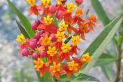 Asclepias currasavica - Mexican Butterfly milkweed biljka koja svojim listom podseca na oleander ali u pitanju je Meksicka leptirova trava ali je nazivaju jos i "grcki oleander",ciji svet je mnogo lepsi nego kod pravog oleandera i takodje cveta tokom celog leta...po zavrsetku cvetanja baca seme koje ima odlicnu klijavost. 
30 semenki u paketicu.