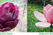 Hibridna magnolija nastala ukrstanjem "Rose Marie" i "Genie".
Dobijate sadnicu kao sa slike (mart 2017). Uz sadnicu dobijate i detaljno uputstvo za presadjivanje i gajenje.