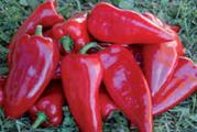 Kurtovska kapija je popularna sorta slatke paprike, koja pripada rodu Capsicum (Capsicum annuum var. annuum (Grossum Group) Kurtovska kapija). 'Kurtovska kapija' se smatra naslednom sortom. Ova sorta je povrće koje obično raste kao jednogodišnja biljka, koja se definiše kao biljka koja sazreva i završava svoj životni ciklus tokom jedne godine. Kurtovska kapija je poznata po tome što raste do visine od približno 1,79 stopa (to je 55,0 cm u metrici).

Kurtovska kapija Slatka paprika je obično prilično laka za održavanje i obično se prilično lako uzgaja, sve dok se obezbedi nivo osnovne nege tokom cele godine. Poznavanje osnovnih preferencija tla, sunca i vode rezultiraće srećnijom i zdravijom biljkom.

Setva: Sejati u zatvorenom prostoru od sredine februara do aprila
Mogu se sejati od februara do aprila, ali je najbolje posejati pre kraja marta. Cvetaju na sunčanom, zaštićenom mestu na južnom zidu, u plodnom, dobro dreniranom zemljištu ili gaje u stakleniku, u saksijama ili u zemlji.
Napunite male ćelije ili posude dobrim sterilnim kompostom za seme i posejte seme na površinu. 'Samo pokrijte' finim prskanjem prosijanog komposta ili vermikulita. Održavajte kompost vlažnim - ne dozvolite da se vrh komposta osuši (čest uzrok neuspešnog klijanja) Ako želite, poprskajte površinu razblaženim fungicidom na bazi bakra.
Pokrijte saksiju ili poslužavnik plastikom ili stavite u zagrejani propagator, prozor okrenut prema jugu ili topli staklenik. Idealna temperatura je oko 22°C (72°F). Mogu sporo klijati od 21 do 28 dana. Uklonite poklopac čim se pojave sadnice.

presađivanje:
Kada sadnice daju svoj prvi par pravih listova i budu visoke oko 5 cm (2 inča), mogu se presaditi u pojedinačne saksije od 9 cm (4 inča). Koristite kvalitetan kompost za saksije i umešajte neko organsko đubrivo sa sporim oslobađanjem. Ponovo stavite sadnice u saksije od 2 litra pre nego što se vežu za koren.
