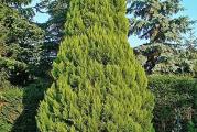 Godine 1855, botaničar iz Švedske, Loveson, otkrio je novu vrstu četinara, koju je nazvao u njegovu čast. Nekada je mnogo ovih stabala raslo širom Evrope i Amerike. Uništene su zbog svetlog, veoma mirisnog i ne trulog drveta. Sada u prirodi ovu biljku možemo naći samo na nadmorskoj visini od 1,5 km u planinskim dolinama Oregona i Kalifornije. Ovo su vitka i elegantna stabla, samo su vrhovi nešto utonuli.

Mnogi baštovani smatraju da je čempres Lavson najlepše drvo četinara. Fotografija ispod prikazuje Pemburi Blue. Ove lepotice narastu do 70 metara u visinu. Istovremeno, njihov prtljažnik može dostići 2 metra u prečniku! Smeđa kora Cipriana Lavsona, koja je strukturirana. Sprigs ljuskave, malo poput tuje. Počinju da rastu od dna debla. Cvetovi se nalaze na vrhovima, mužjaci su obično crvene, a ženke zelene. Plodovi su češeri koji izgledaju kao male kuglice. Oni su mnogo manji od čempresa, što je jedna od glavnih razlika između ova dva srodnika.

Karakteristike forme
Losonov čempres je omiljen među baštovanima zbog svog spektakularnog izgleda. Cveta u proleće. Na istom drvetu ima cveća oba pola. Šišarke koje su zrele od zelene su smeđe. Njihov prečnik je samo do 1 cm, a unutra su ljuske, od kojih svaka ima dve semenke. Lavsonovo tlo čempresa voli peskovito zemljište, sa pH od 4 do 5,5. Slabo raste na krečnjaku i glini, boli. Teško toleriše sušu, ali ne voli i jaku preplavljenost. Može se saditi na sunčanim područjima, u delimičnoj senci, pa čak iu senci. Samo sorte sa žutim iglama treba da rastu na suncu, inače će postati zelene. Mrazni čempresi nisu strašni. Mnoge sorte i na -25 se ne razbole, ali mlade sadnice moraju biti pokrivene za zimu. Ova biljka je duga jetra. Ima primera starijih od 600 godina.

Uzgoj
Cipress Lavson propagira reznice, mlade izdanke, seme, raslojavanje. Baštovani smatraju da je sečenje najpraktičnije. Materijal se bere u proleće kada biljka aktivno raste. 