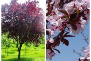 Sadnice crvenolisnog šljiva - Prunus cerasifera ’Woodii’.  

Listopadno ukrasno drvo visine do 6 m, širine 4-5 m. Krošnja je kuglasta i crveni listovi jedinstveni prizor. Dobro podnosi orezivanje i dobar izbor za drvorede.
Listovi u toku celoj vegetaciji ostaju tamno crveni. Cveta u martu, cvetovi beličasto-roze.
Uspeva na svim tipovima zemljišta. Može se saditi u drvoredima ili kao pojedinačno drvo.
