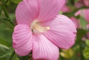 1 sadnica visine 50-70cm

Stanište: sunčano

Svetlo roze hibiskus. Cveta od jula do septembra. Kao i ostale vrste iz korena niče tek krajem aprila. Visina 120-200cm