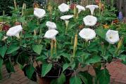 Datura ili tatula, latinski naziv (Datura inoxia) je sezonsko jednogodišnje letnje cveće idealno za sadjenje i uzgoj na zelenim površinama.
Gaji se pojedinačno ili u manjim grupama u saksijama ili žardinjerama. Cvetovi datule su atraktivni I krupni, veličine od 10 do 15 centimetara. Uglavnom su u violet, krem-žutoj ili beloj boji.
Vrste  dature se veoma različite, visina se kreće od 40 cm.pa do metar I po. Cvetovi mogu biti uspravni ili povijeni. Cvetovi dature traju kratko, ali pupoljci su jako bogati jer se naizmenično otvaraju.
Ova biljka naziva se još i anđeoska truba, beladona ili bunika.Datura traži prozračno mesto. 
Neke vrste mogu da izdrže mrazeve i obnavljaju se niskom rezidbom stabla na proleće.
Sadnja tatule je dobra na mestima gde nema jakog sunca jer njeni listovi mogu da dobiju opekline.

Na početku vegetacije treba je djubriti jednom nedeljno, a kad počne cvetanje i dva puta nedeljno. Koristite tekuće djubrivo I to pažljivo u jako malim dozama, jer joj preterano djubreve škodi.
Voli polusenovita mesta zaštićena od promaje, pa je zasadite na dobro izabrano mesto.
