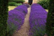 Hidcote Lavanda pored toga što se sadi u zemlju na stalno mesto moze biti i vrlo dekorativna u saksiji.
Lavanda je višegodišnja biljka ,koja vrlo lepo prezimljva u našim krajevima.Sadnja je moguća kako na proleće tako i u jesen.
Zemljište bi trebalo da sadrži krečnjak, da je relativno suvo, propusno i da nije previše bogato hranljivim materijama. Ukoliko je zemljište glinovito, u njega dodajte pesak, piljevinu ili sitan šljunak da biste sprečili zadržavanje suvišne vlage. Lavanda voli direktno sunce!
Hidcote lavanda ima vrlo lepe pravilno uobličene krošnje. Idealna je za bordure uz staze.
